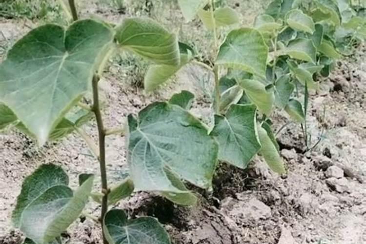 猕猴桃叶子发黄