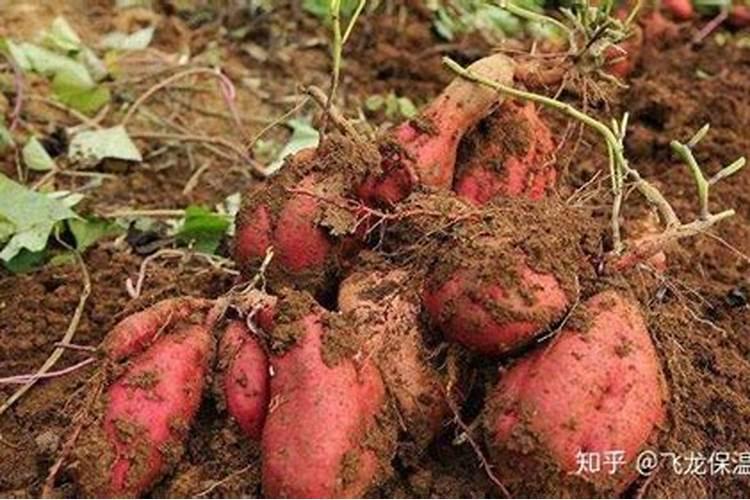红薯施用哪种肥料效果最佳