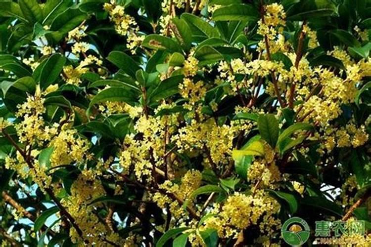 天香台阁桂花怎么养
