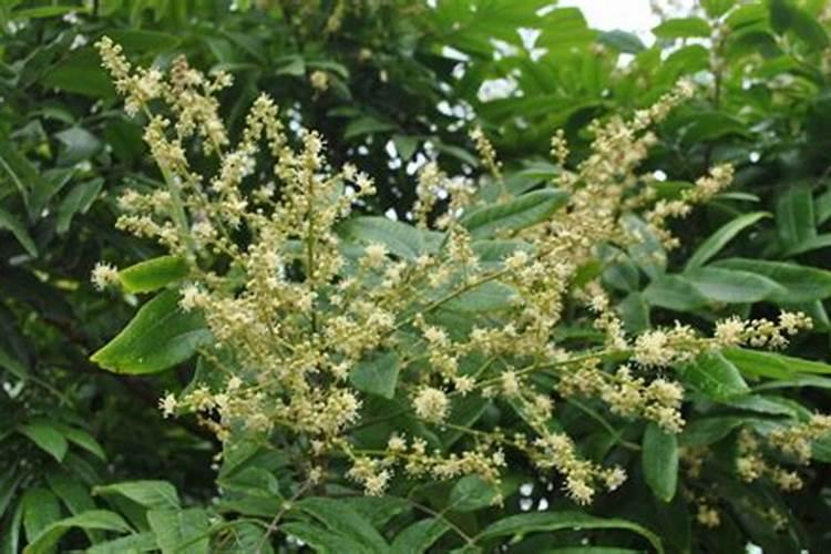 龙眼花期怎么管理