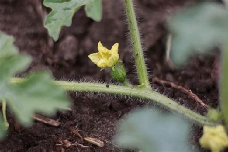 甜瓜授粉15天后冲平衡肥还是高钾肥好？