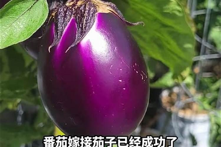 茄子施肥用什么肥料好
