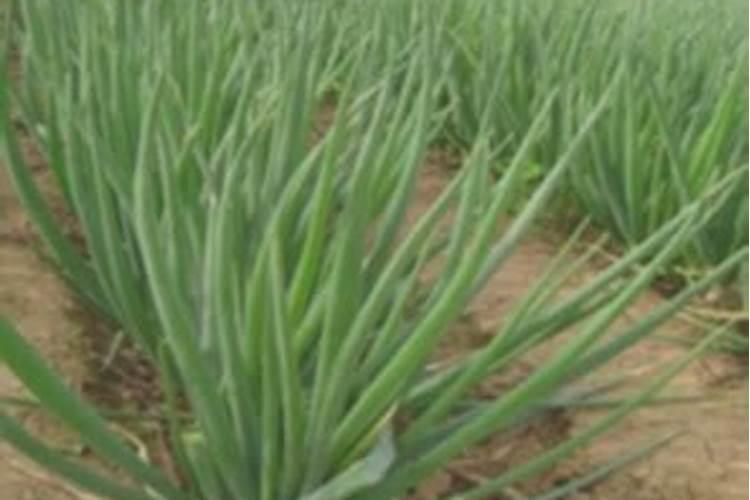 种香葱用什么肥料最好