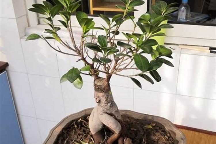 小榕树怎么养才能更旺盛