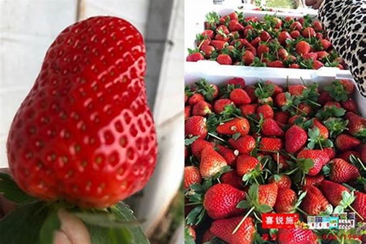 小麦根系深入地下的具体深度是怎样的