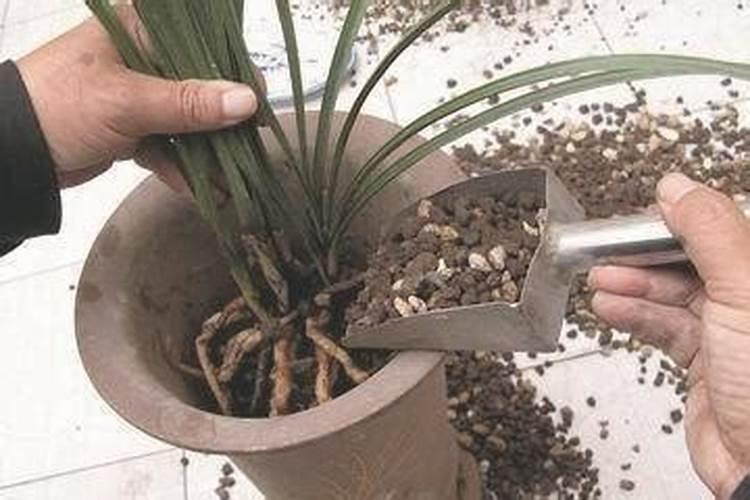 杜鹃花施肥用什么肥