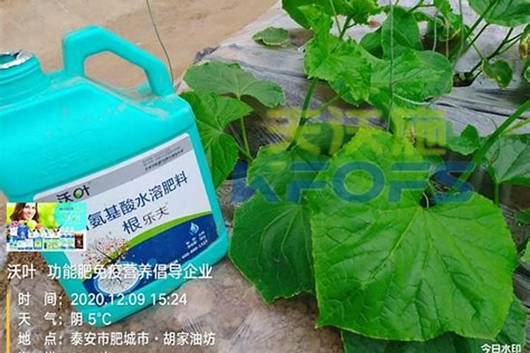 草坪用什么肥料生根最好