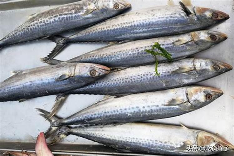 鲅鱼的三大营养价值要了解