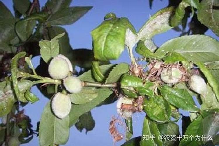 桃树开花后打什么药保果