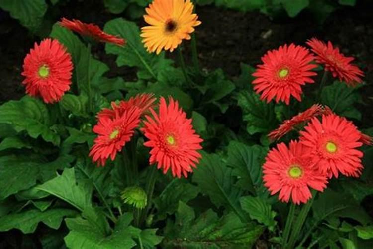 非洲菊花语 非洲菊怎么养 非洲菊花语