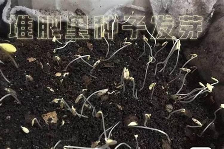 堆肥过程中,如果含水量过大,会出现什么不利影响？