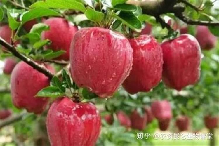 膨果最快的叶面水溶肥方法