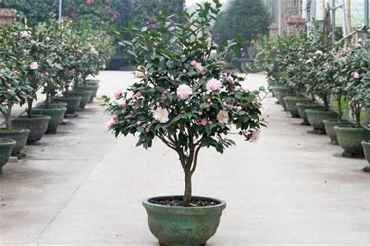 茶花施什么肥料最好