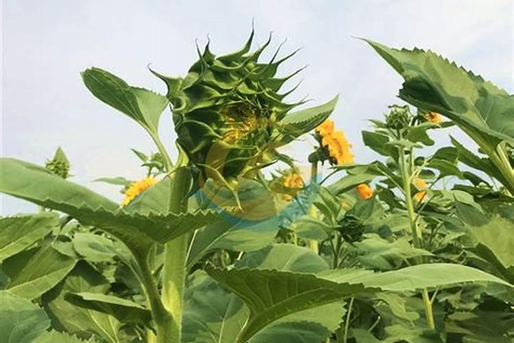 秋葵移栽后怎样管理
