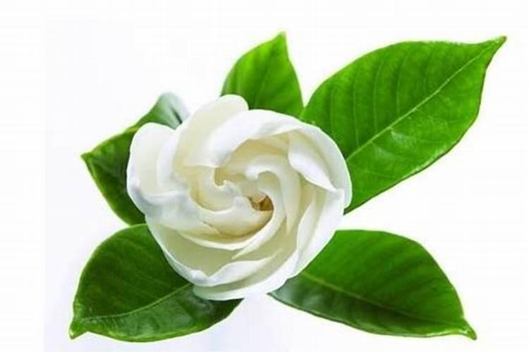 栀子花施什么肥好