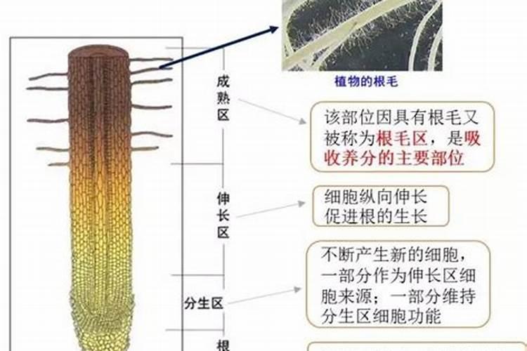 要怎样给果树苗根外追肥？