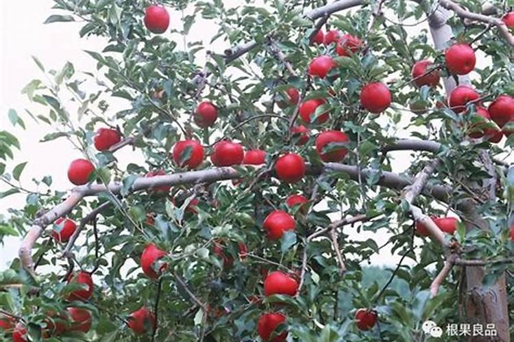 苹果树什么时候施肥好如何给苹果树施肥