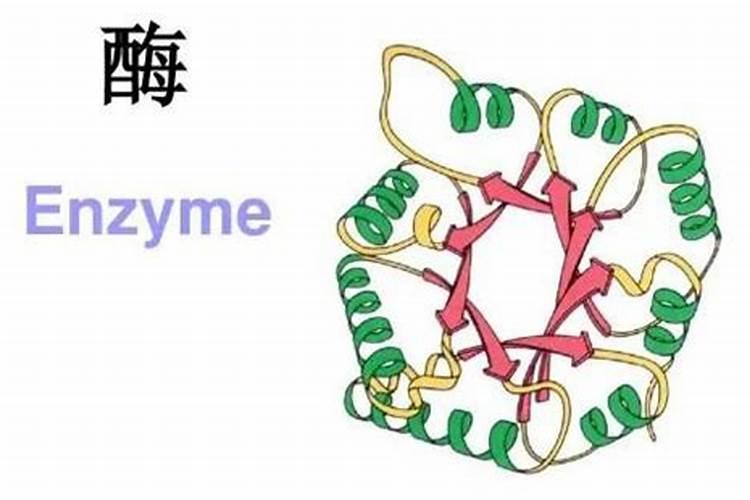 动物体内哪些酶需要锌才能发挥作用？