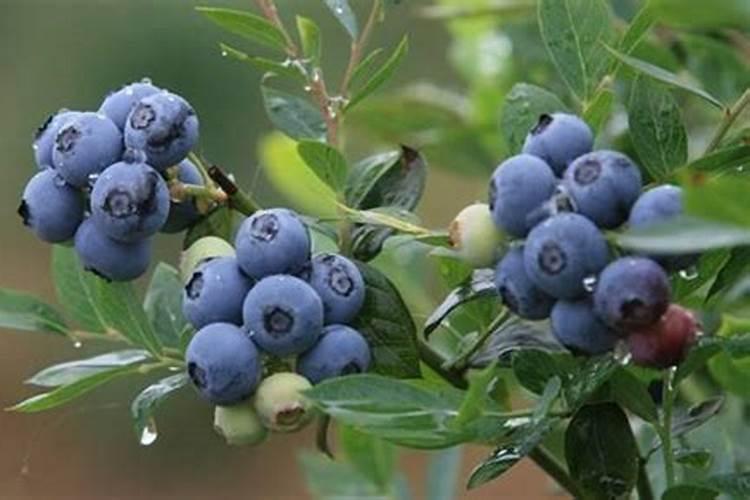 芒果膨大的方法是什么？需要给芒果打叶面肥吗？