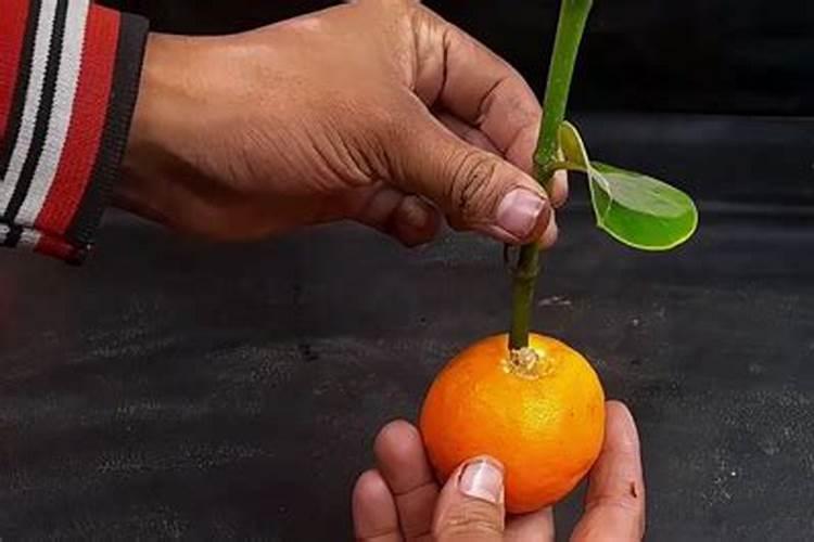 橘子皮是磷肥还是钾肥