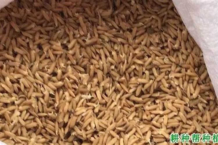 施用微量元素肥料有哪些方法
