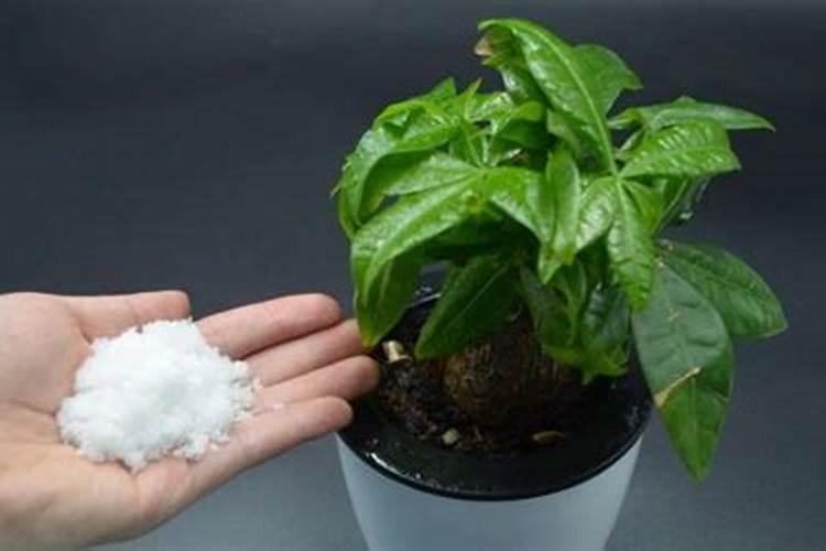 茉莉花花肥用什么合适 肥料制作与使用方法