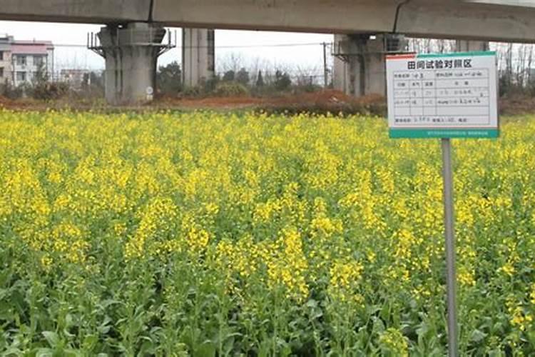 油菜什么时候打硼砂