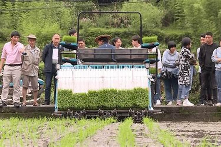 水稻侧深施肥用什么肥