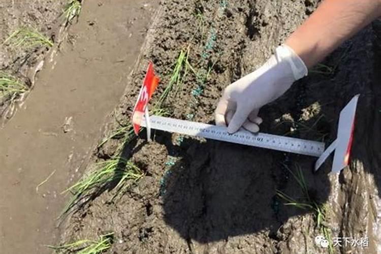 水稻怎样进行侧深施肥 水稻侧深施肥的好处