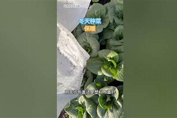 在阳台种菜最好的是用什么肥料 5种超简单好用的肥料方法