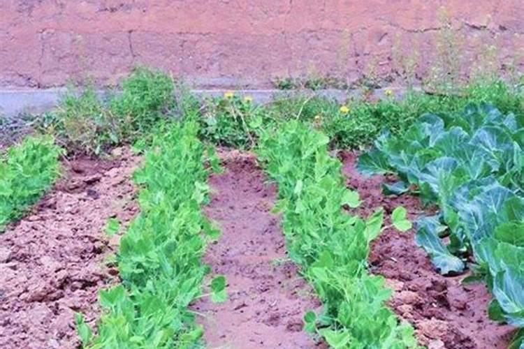 豌豆种植方法与时间？怎么栽培管理？