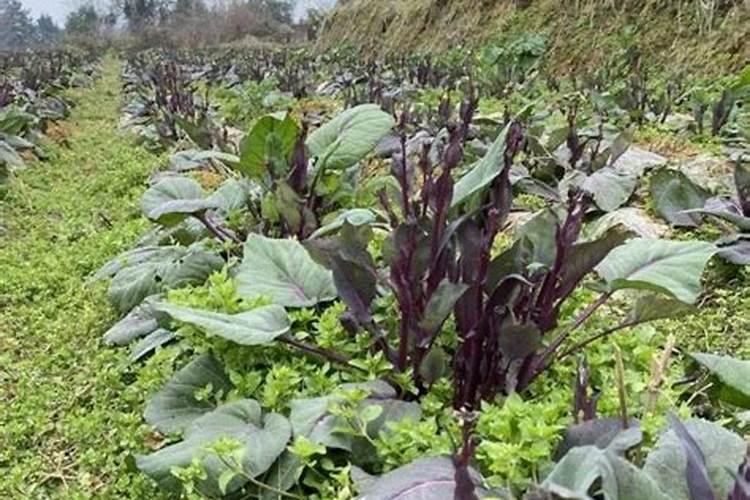 油菜怎样喷施叶面肥？