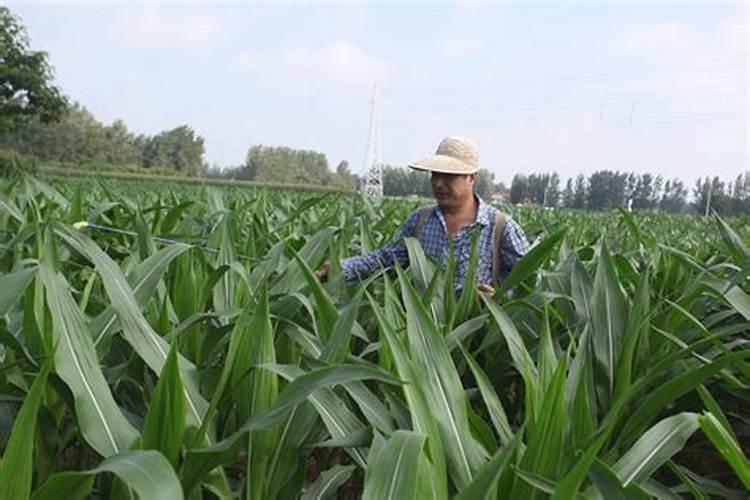 玉米授粉后能不能打磷酸二氢钾叶面肥加尿素
