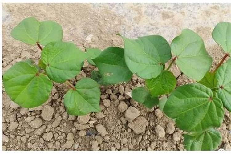 钾和钠对甜菜的营养作用是怎样的？