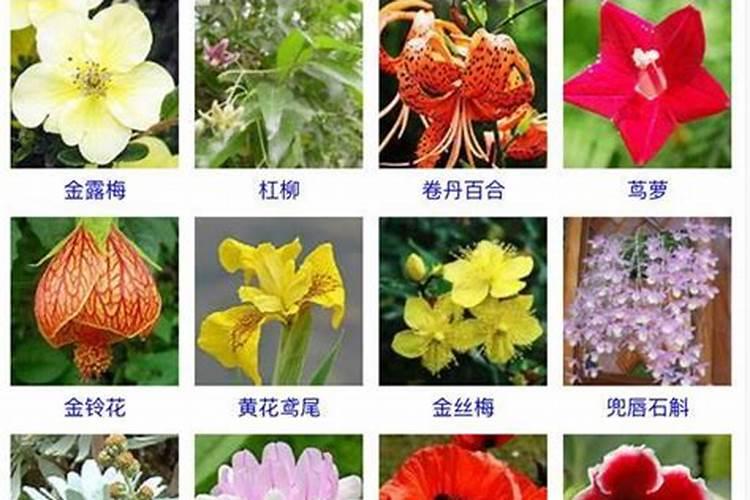 粉龙月季怎么养殖方法