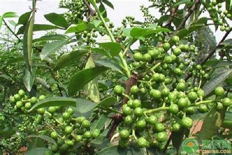 花椒树施什么化肥好