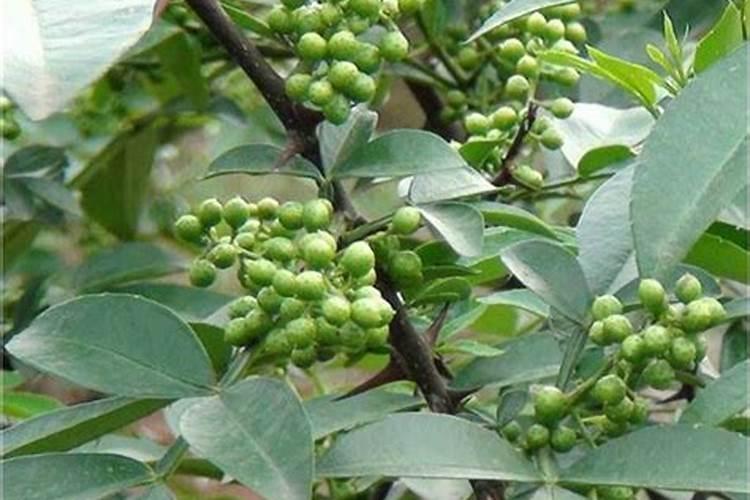 花椒树正确的施肥方法