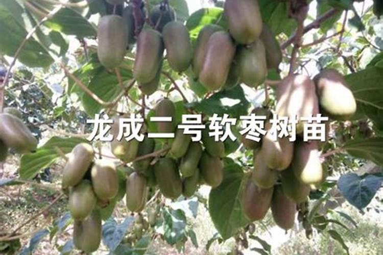 软枣猕猴桃树几年结果实
