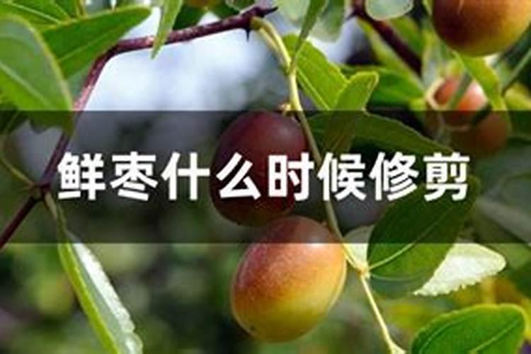 软枣猕猴桃树几年结果实
