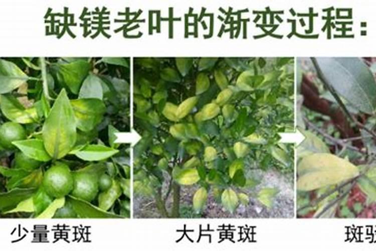 柑橘缺镁症防治方法