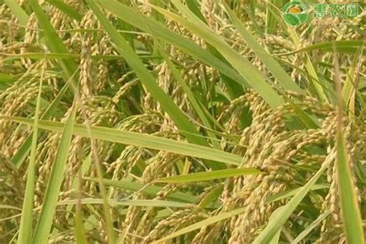 水稻抽穗结实期则呢么管理