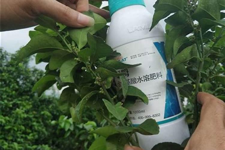 柑橘苗叶面肥施药方法