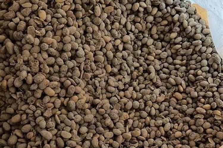 大豆能直接做成液态肥料吗