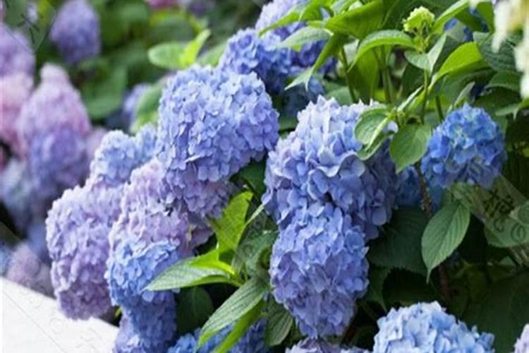 绣球花的施肥方法什么肥料好？