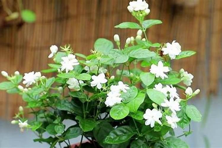 茉莉花施什么肥最好 适合用什么肥料