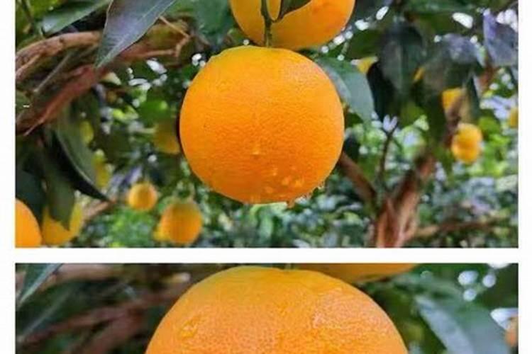 脐橙管理