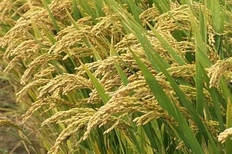 芸苔素使用十大禁忌 要避免