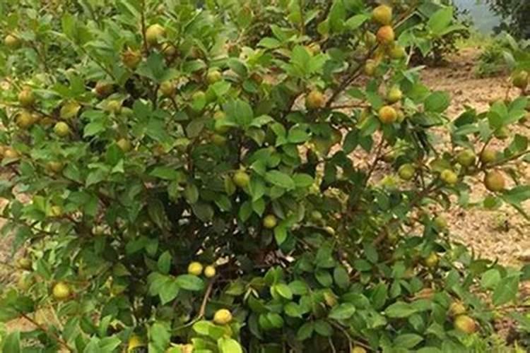敌百虫农药可以跟硼肥一起喷茶油树吗？