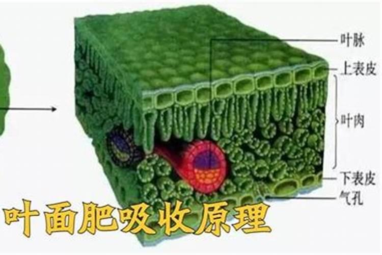 盆栽桂花可以施叶面肥吗