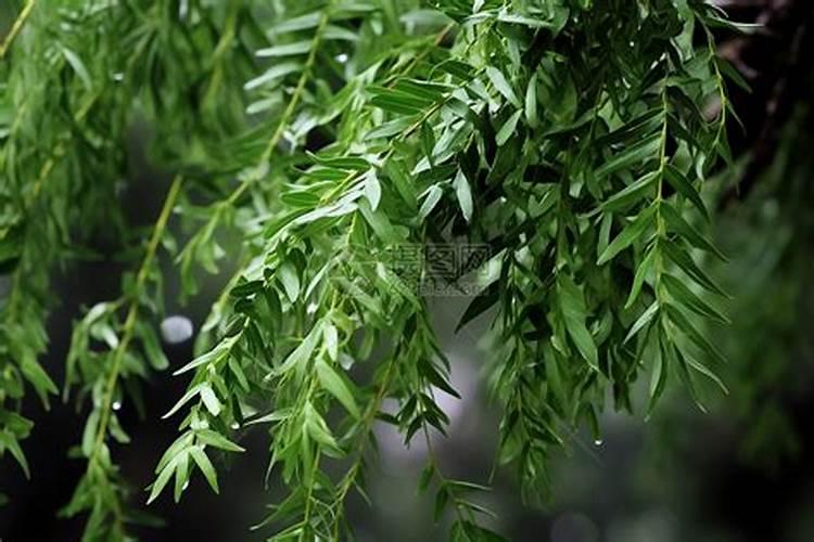 盆栽桂花可以施叶面肥吗